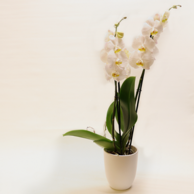 Weiße Phalaenopsis