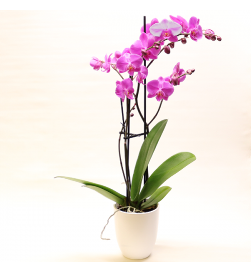 Lila Phalaenopsis