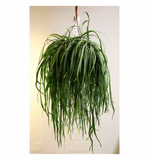 Lepismium bolivianum - 80cm - 50cm