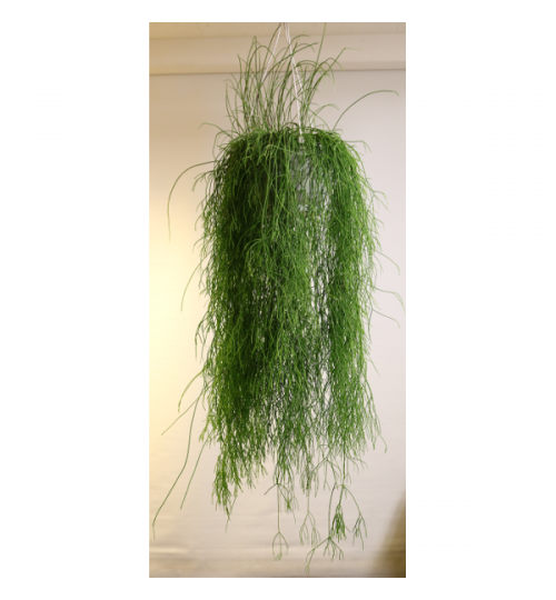 Rhipsalis sp. - 130cm - 40cm